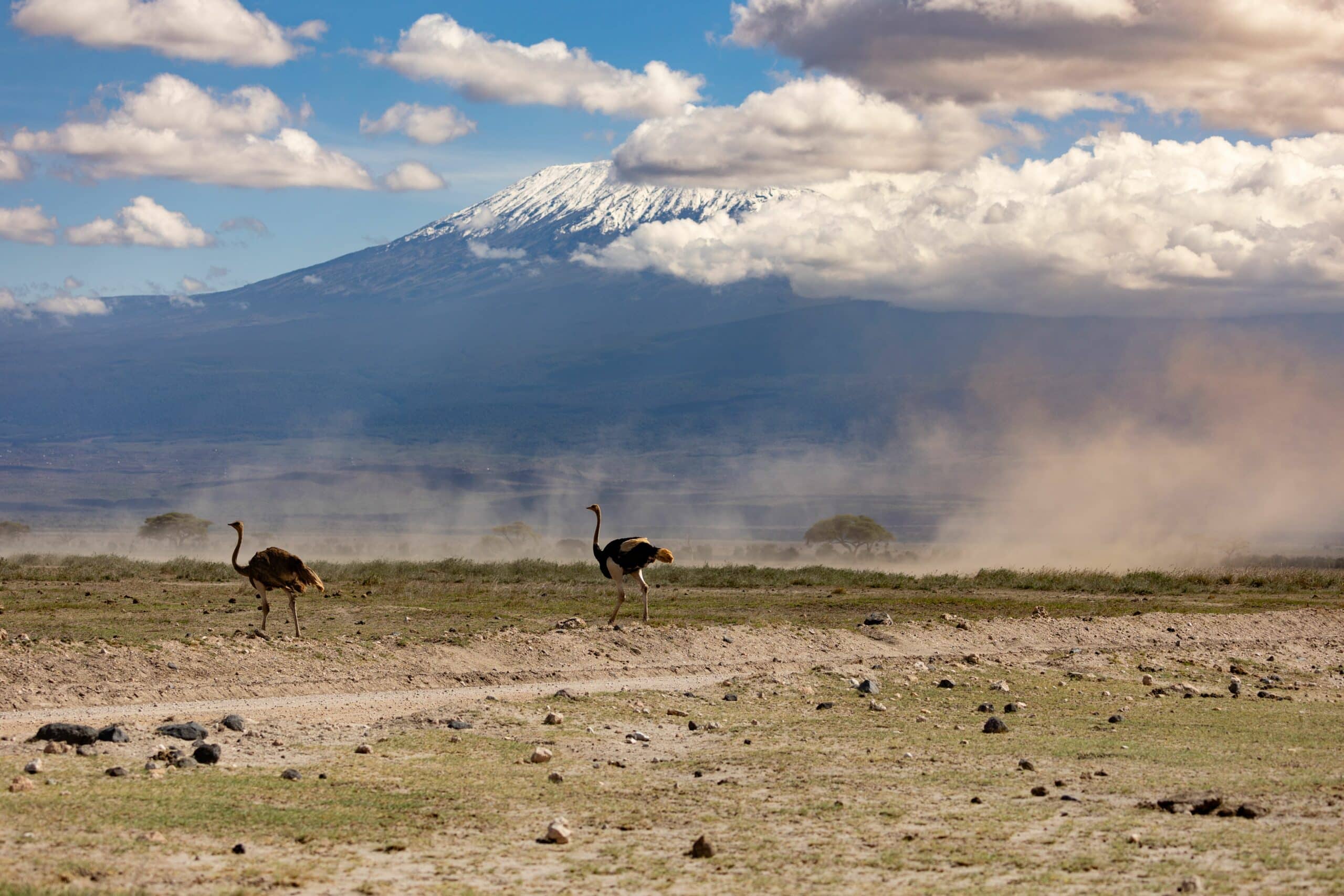 kilimanjaro11