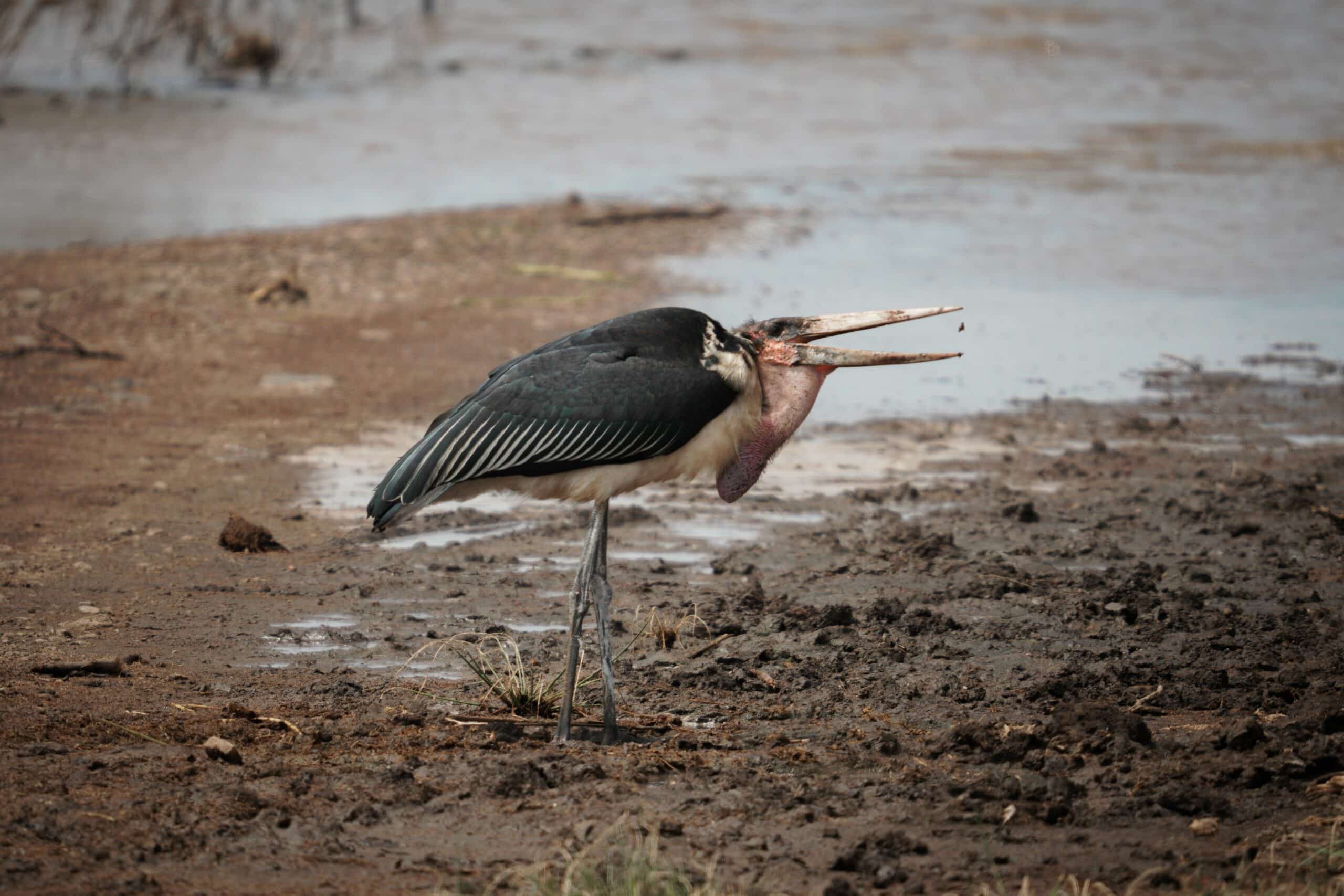 manyara1