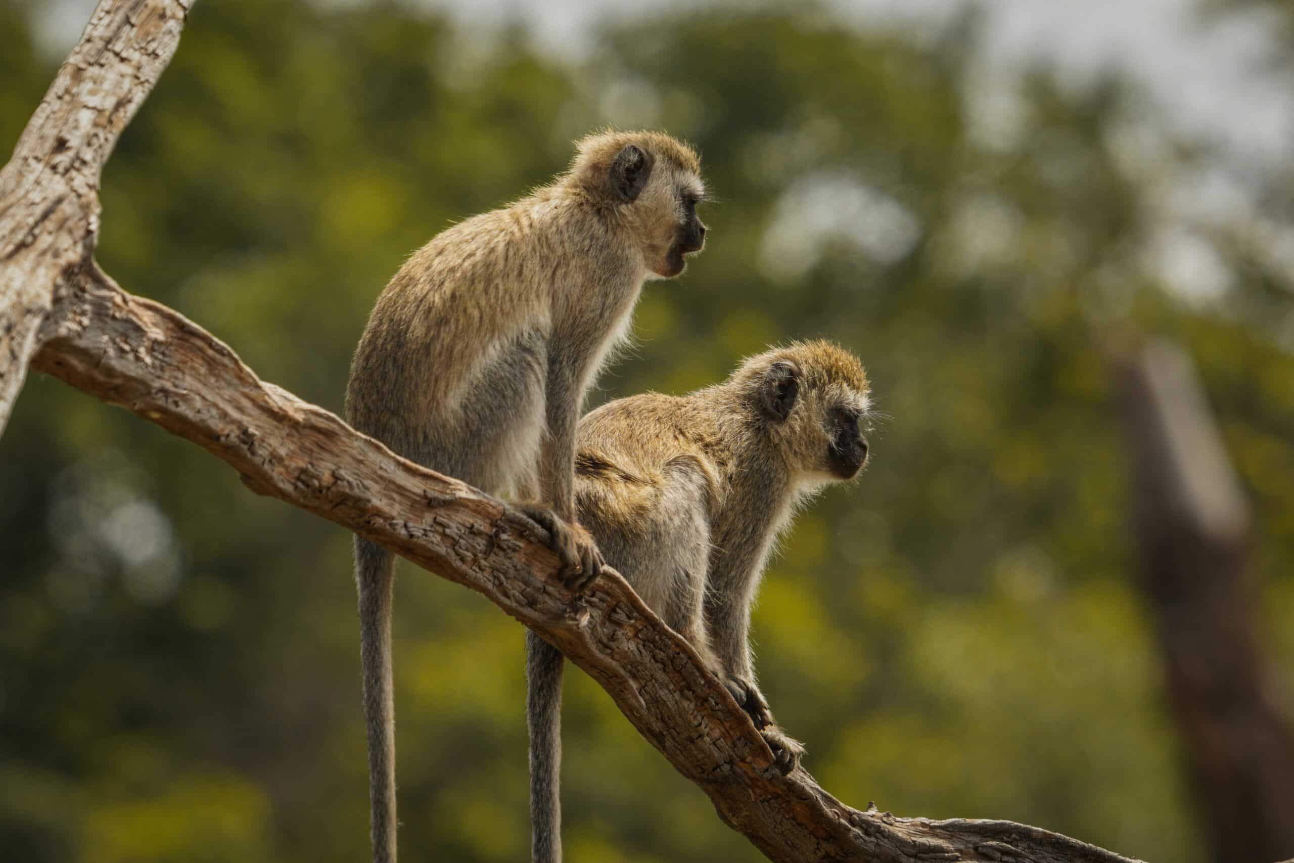 manyara2