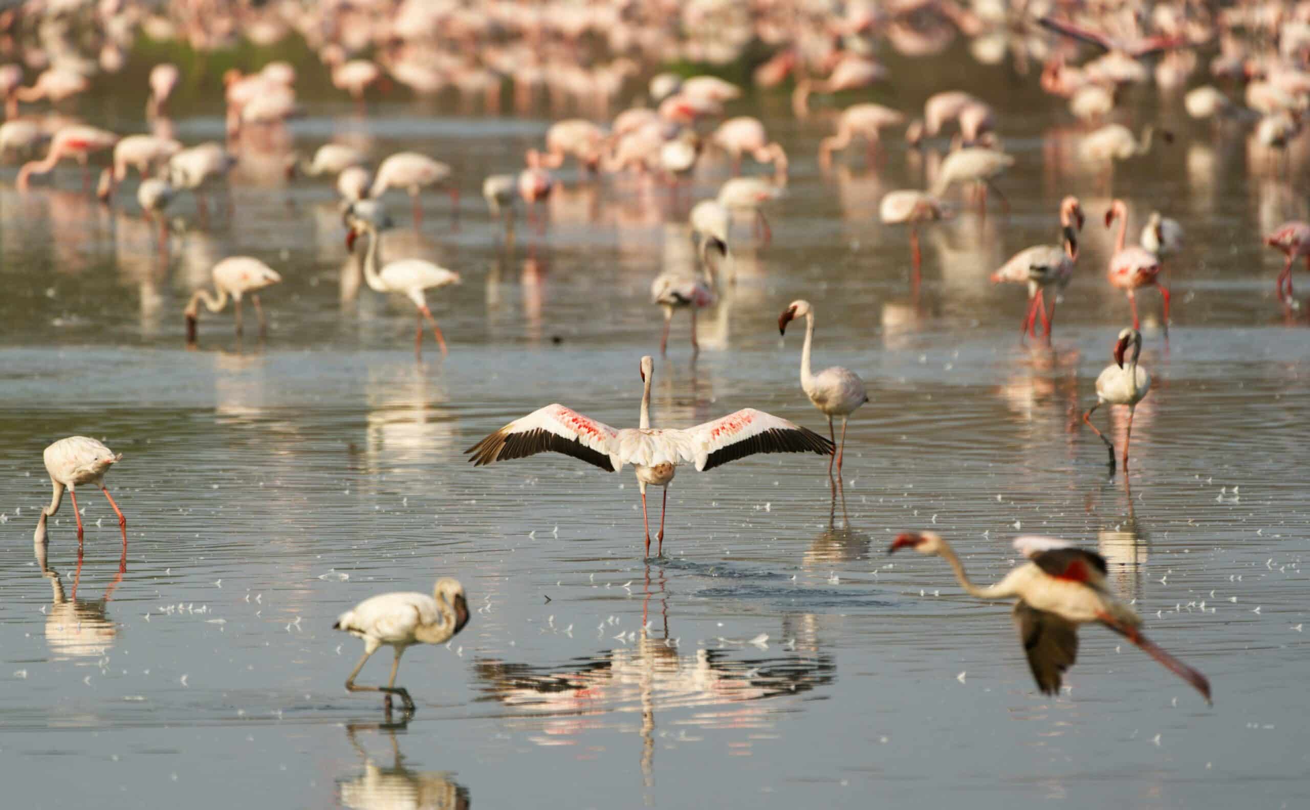 manyara4
