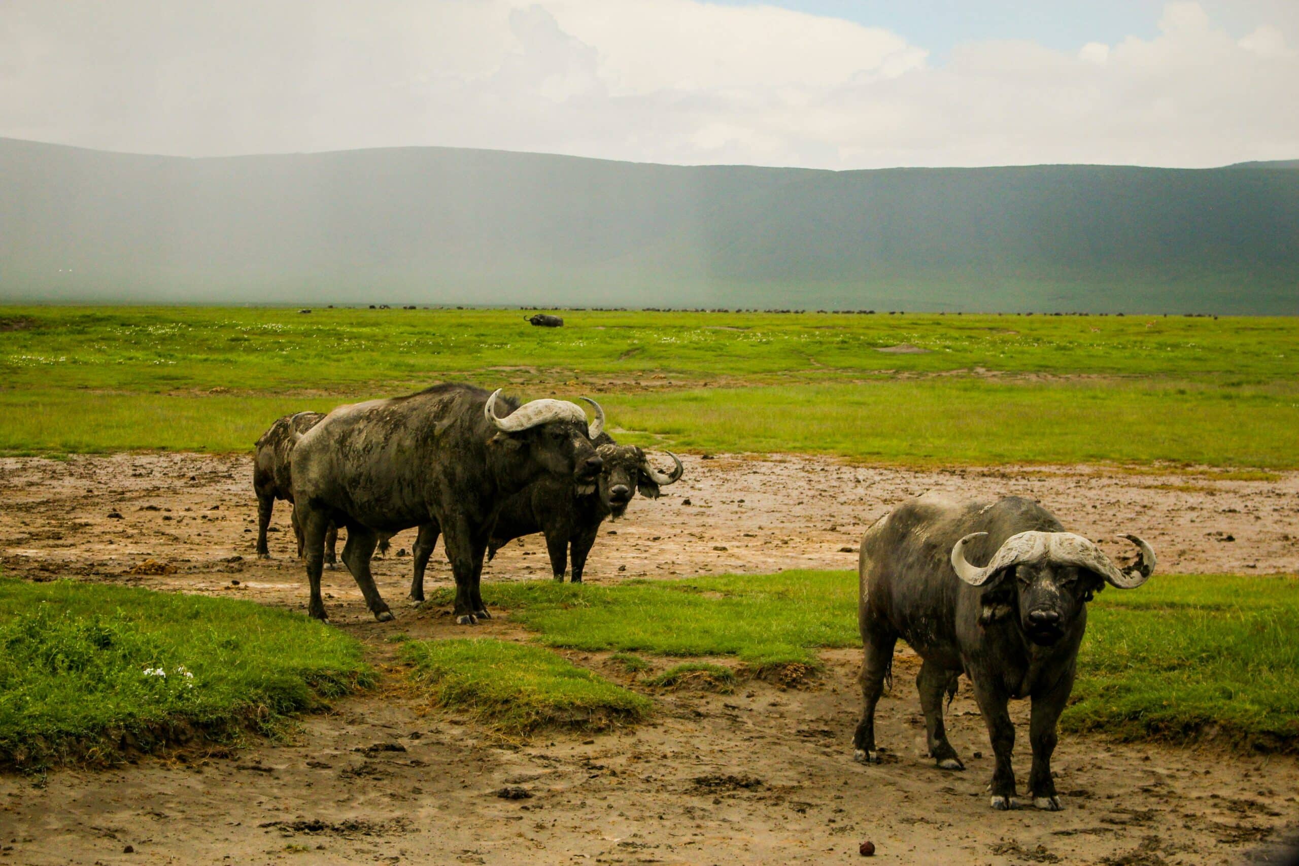 ngorongoro14