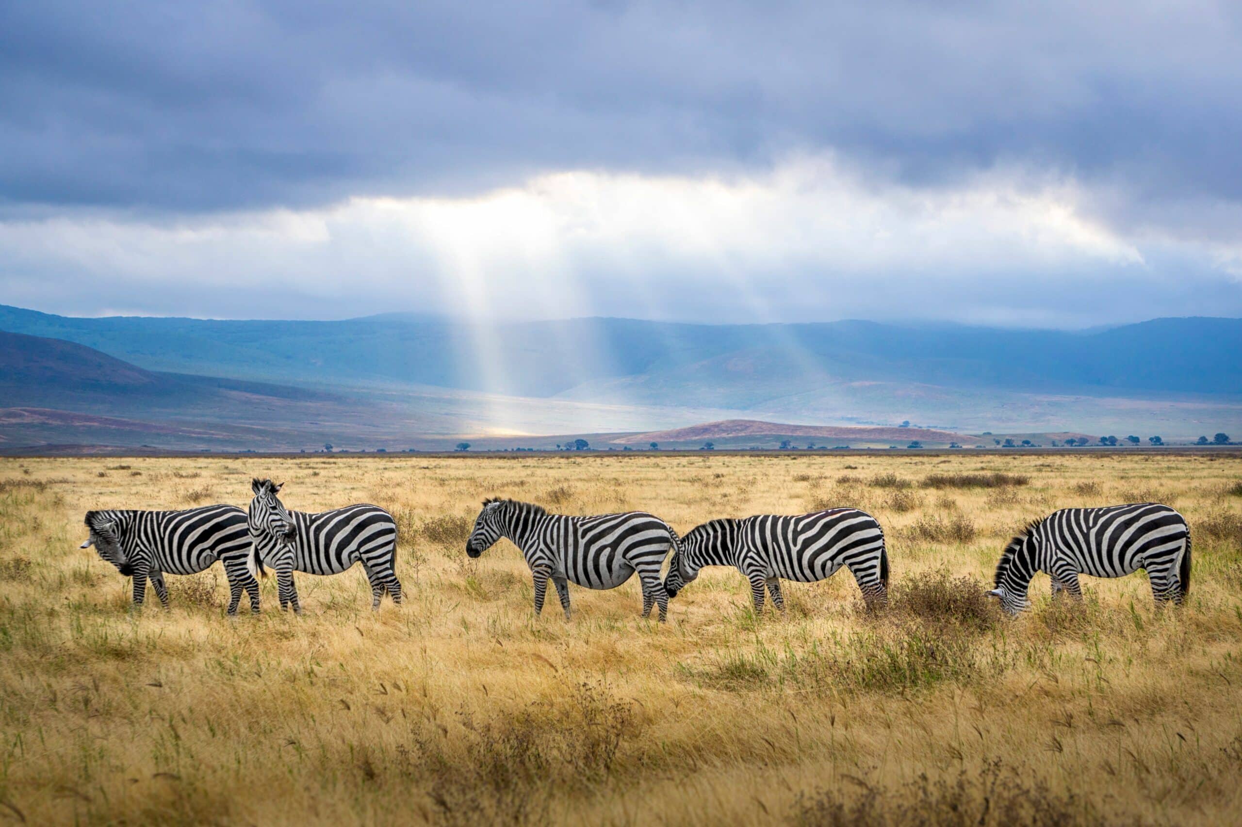 ngorongoro19