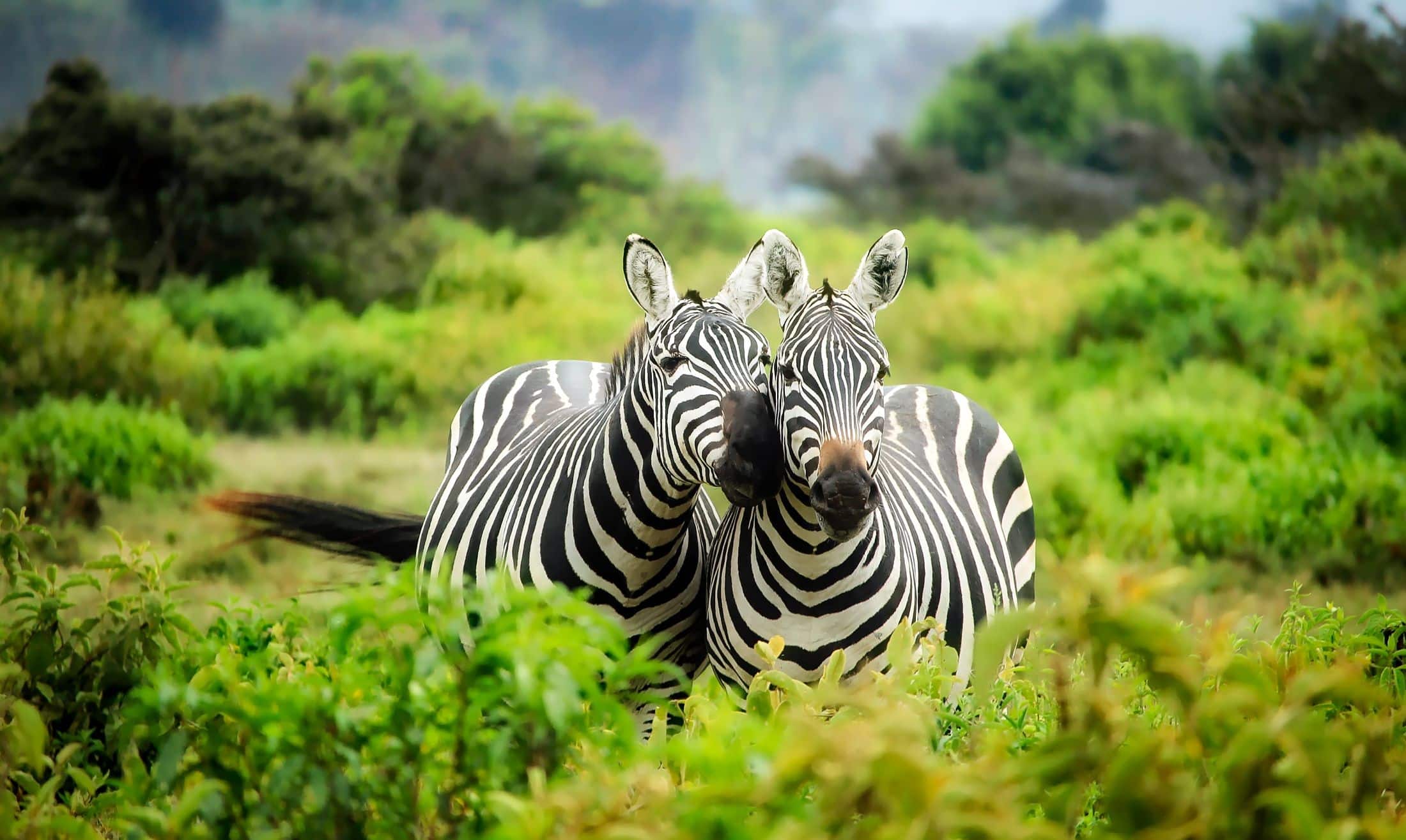ngorongoro4