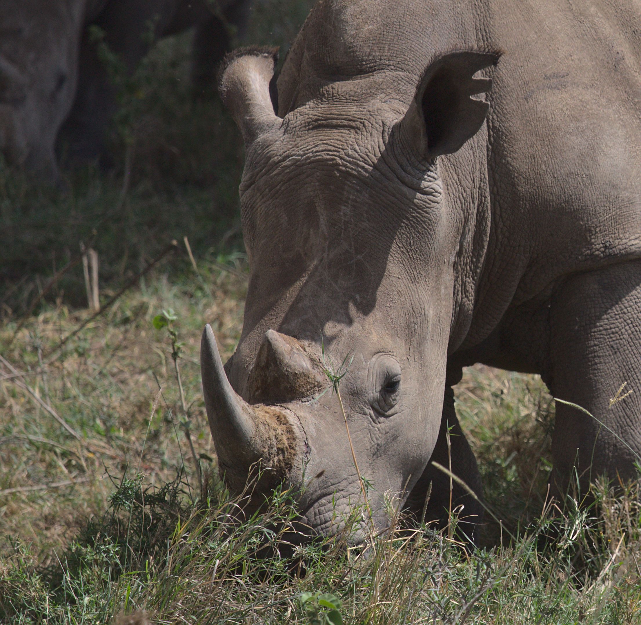 ngorongoro5