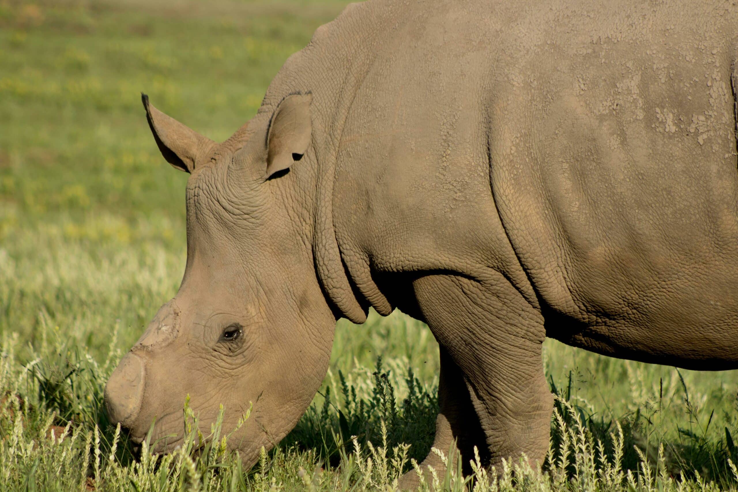 ngorongoro6