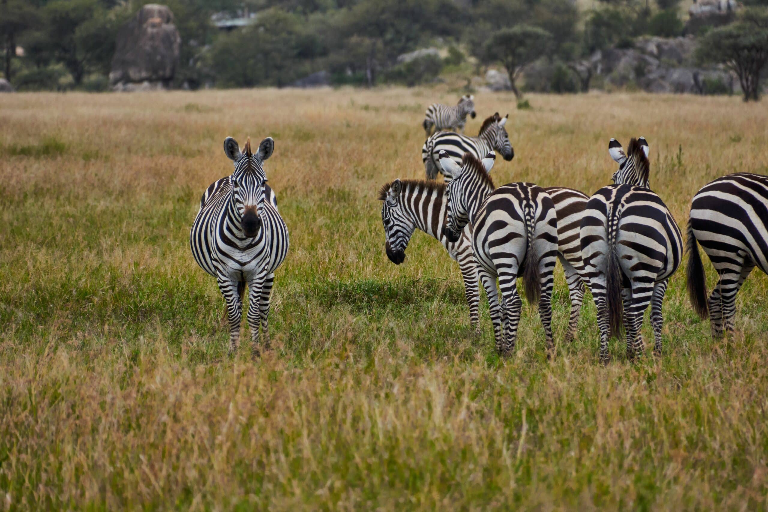 serengeti12