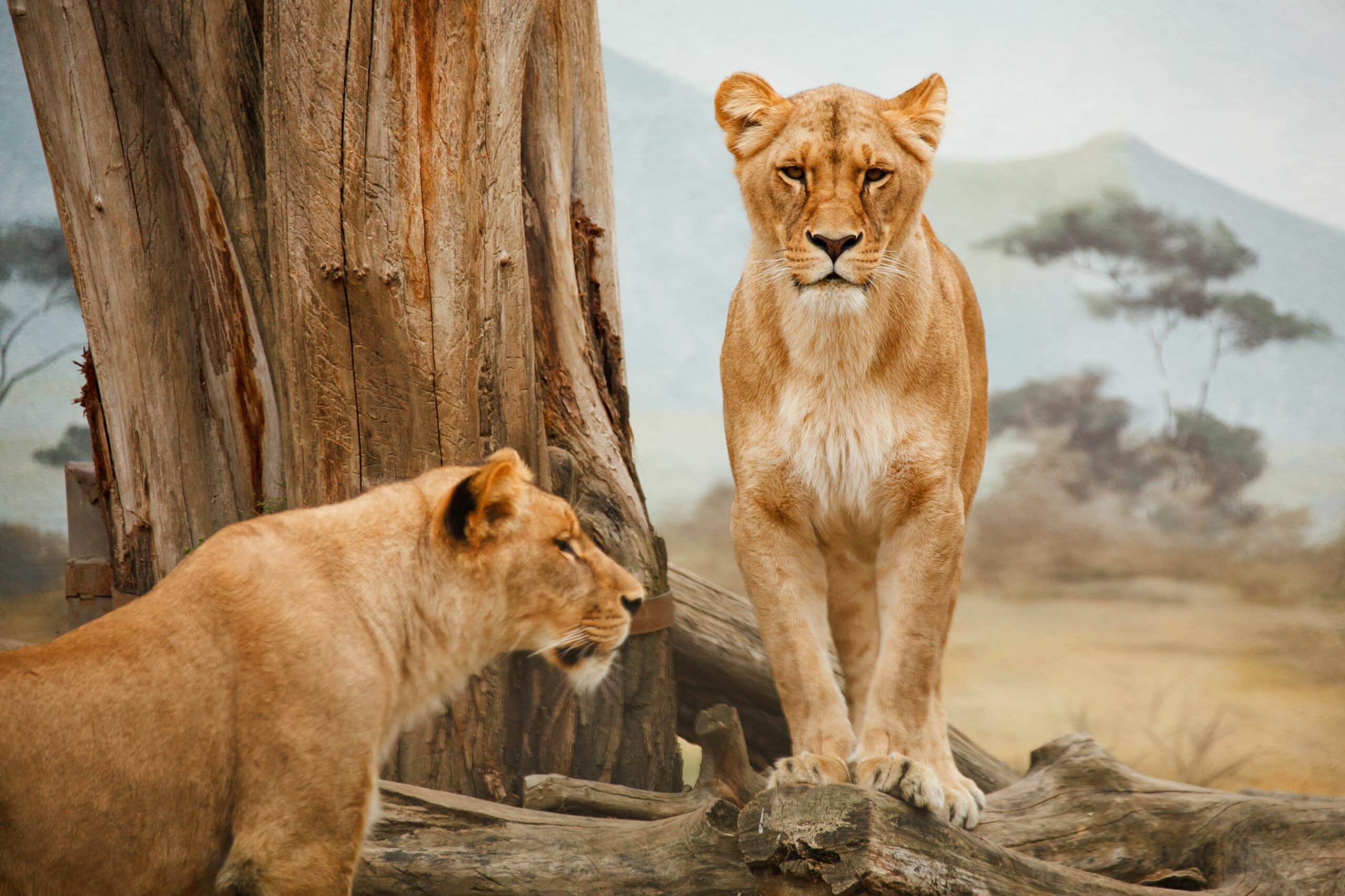 serengeti14