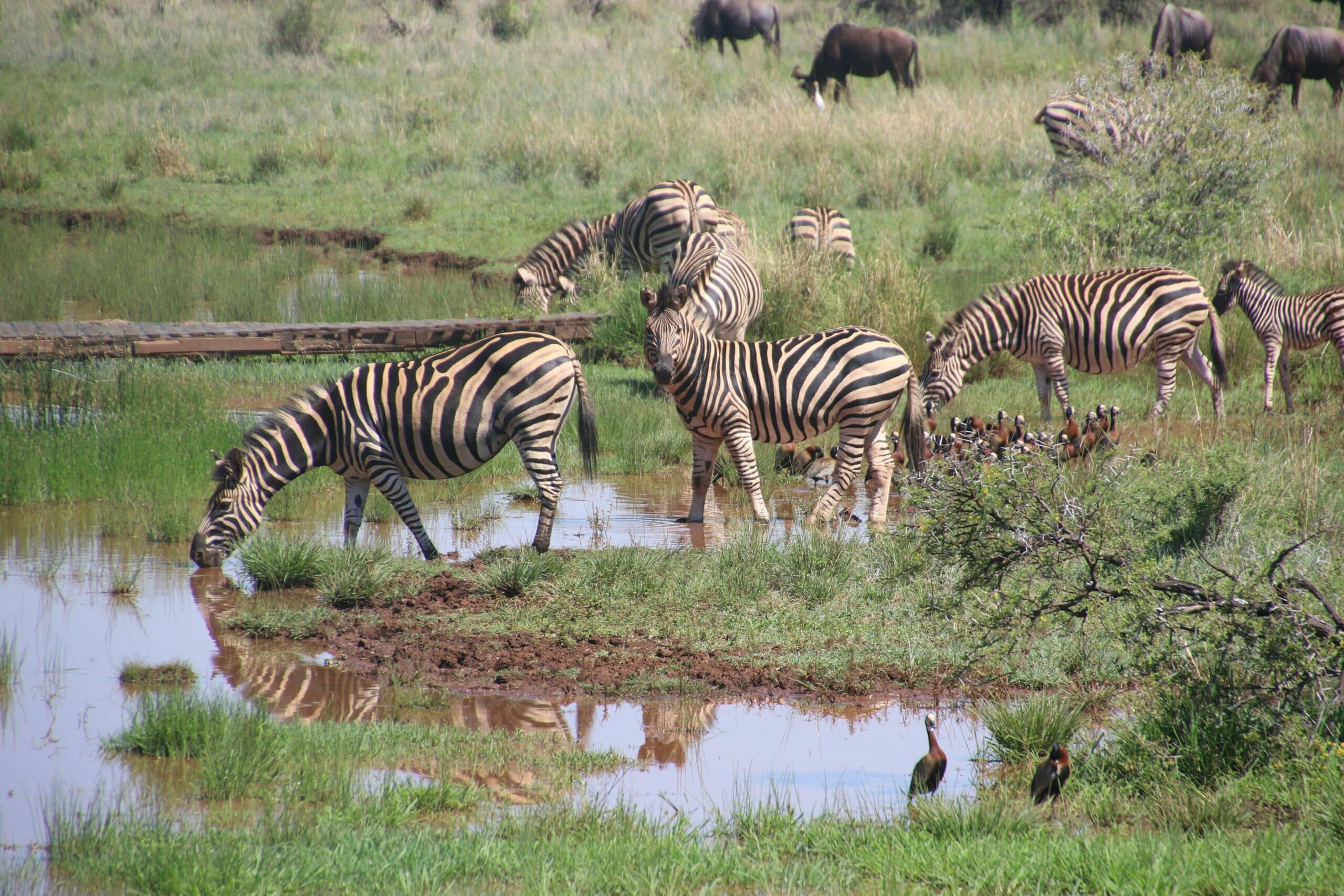 serengeti25