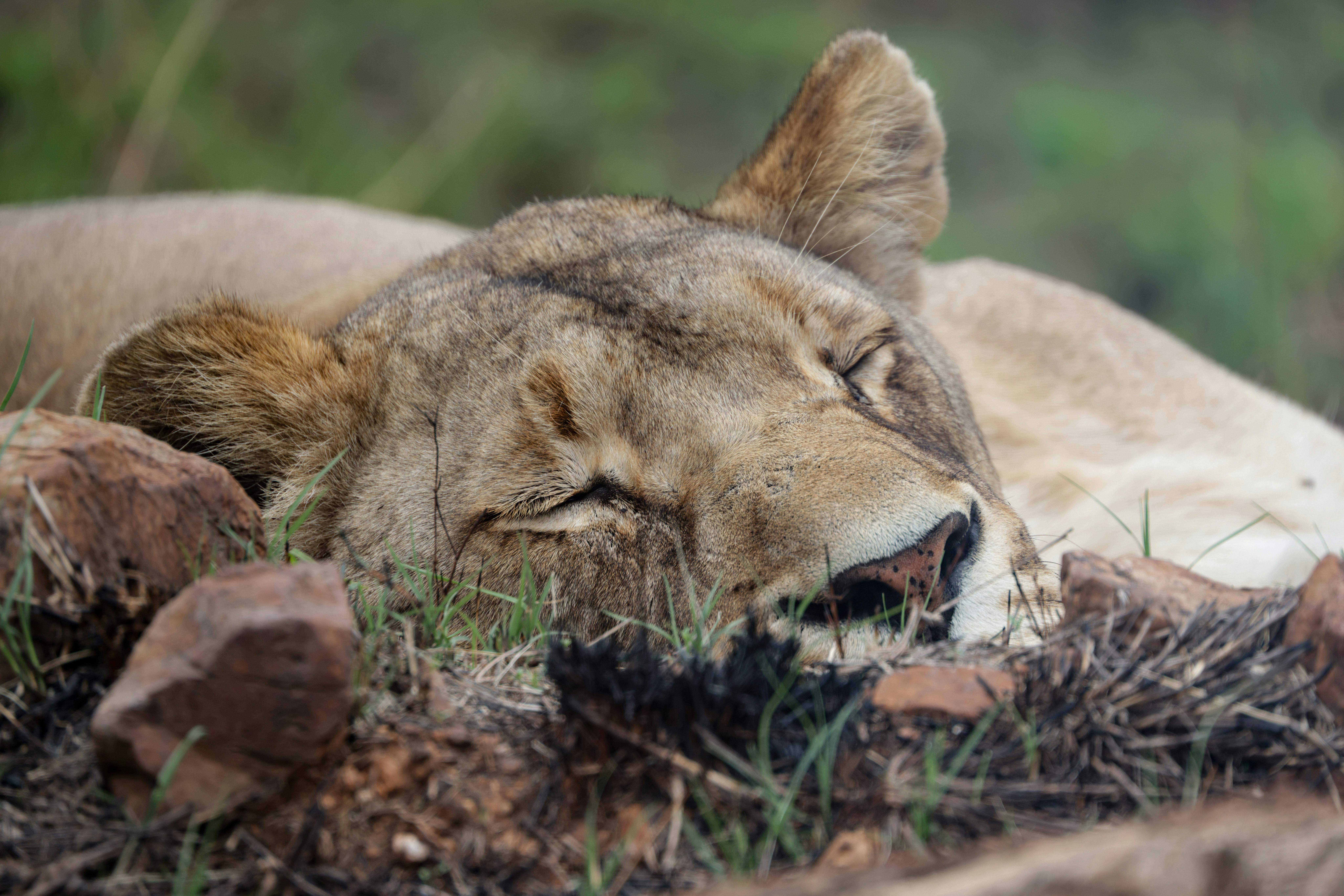 serengeti27