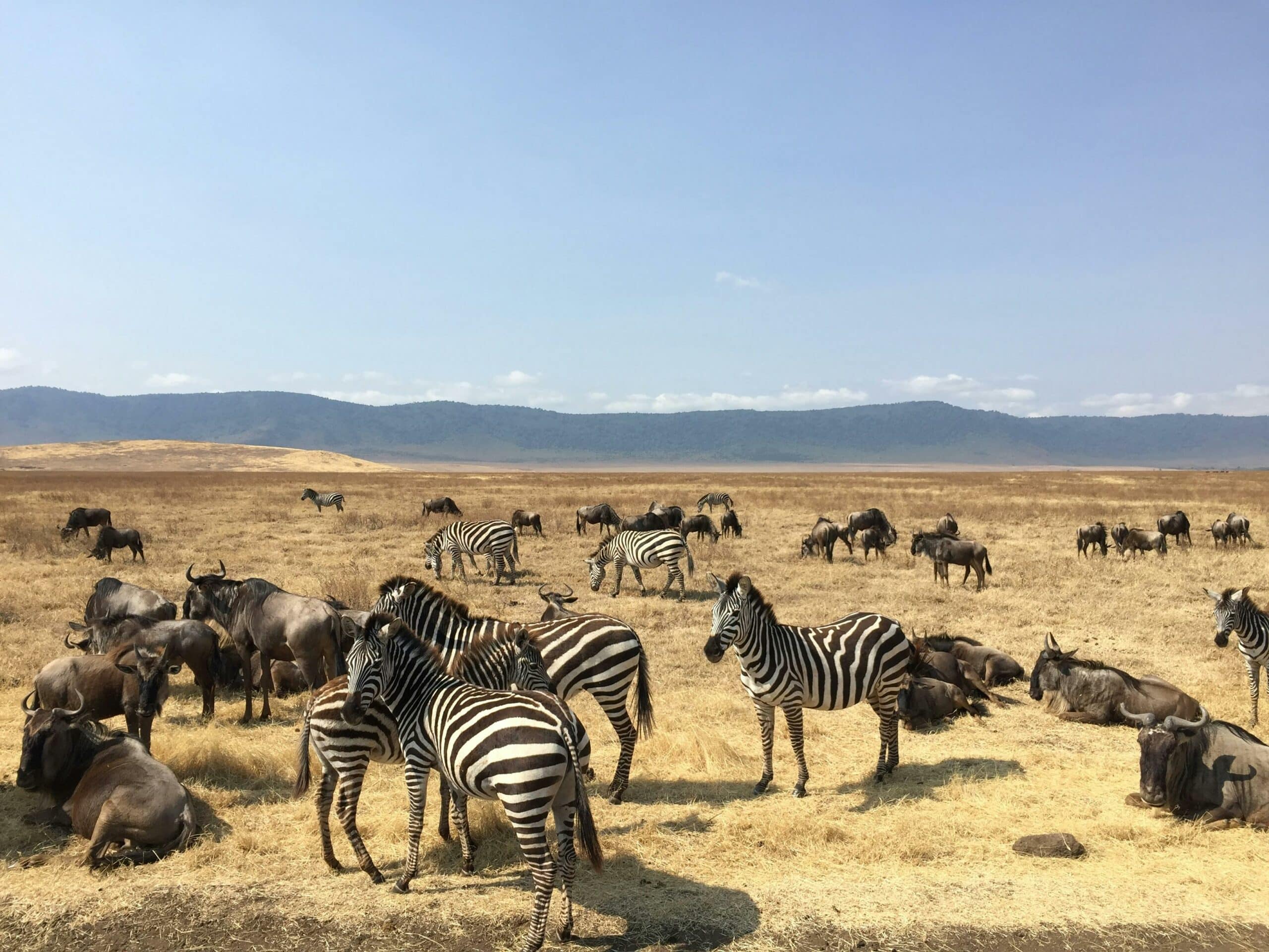 serengeti30