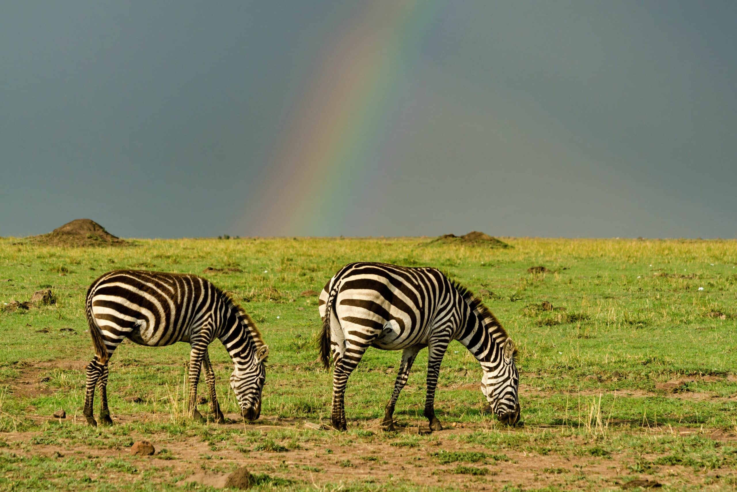 serengeti32