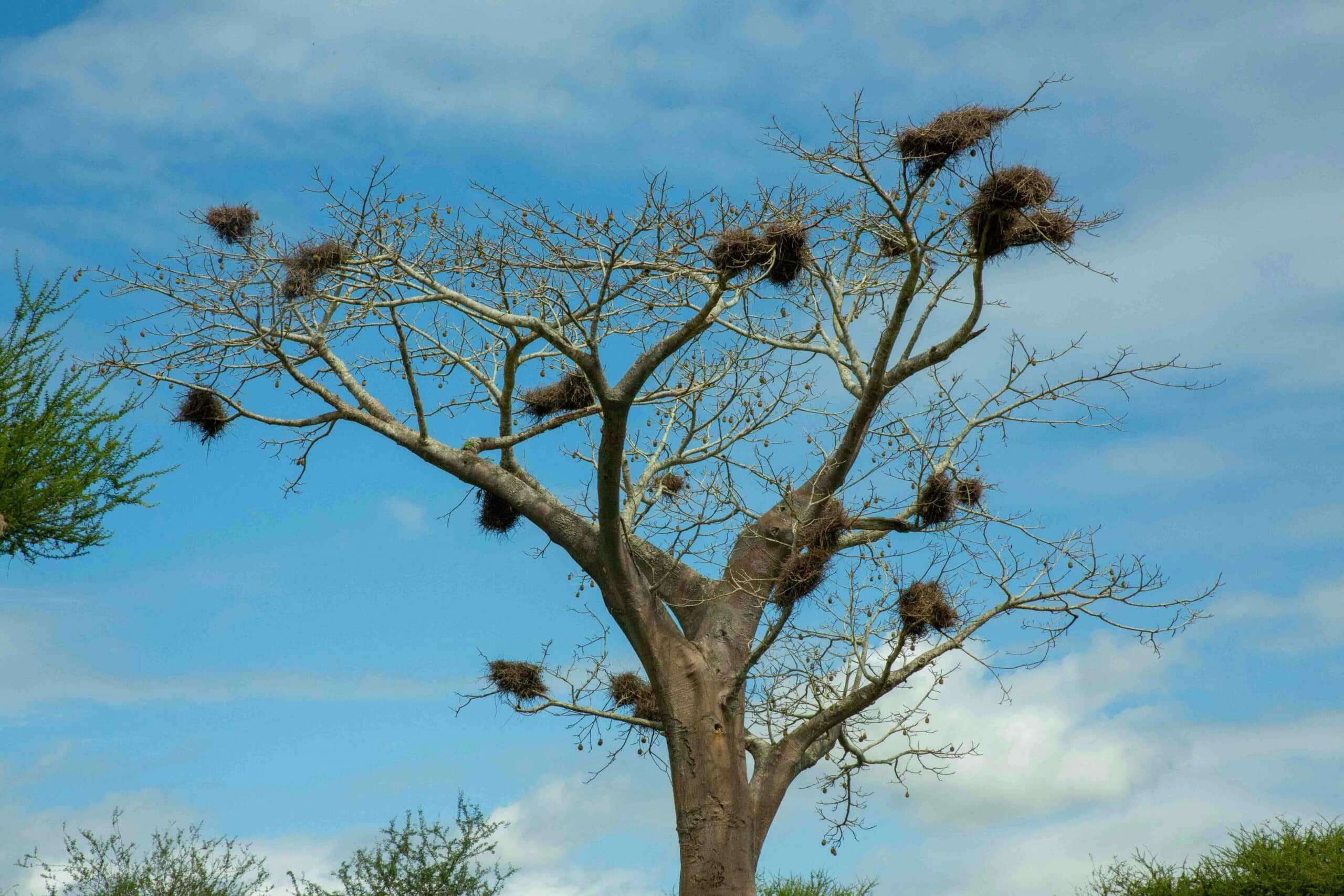 viaje a tarangire1