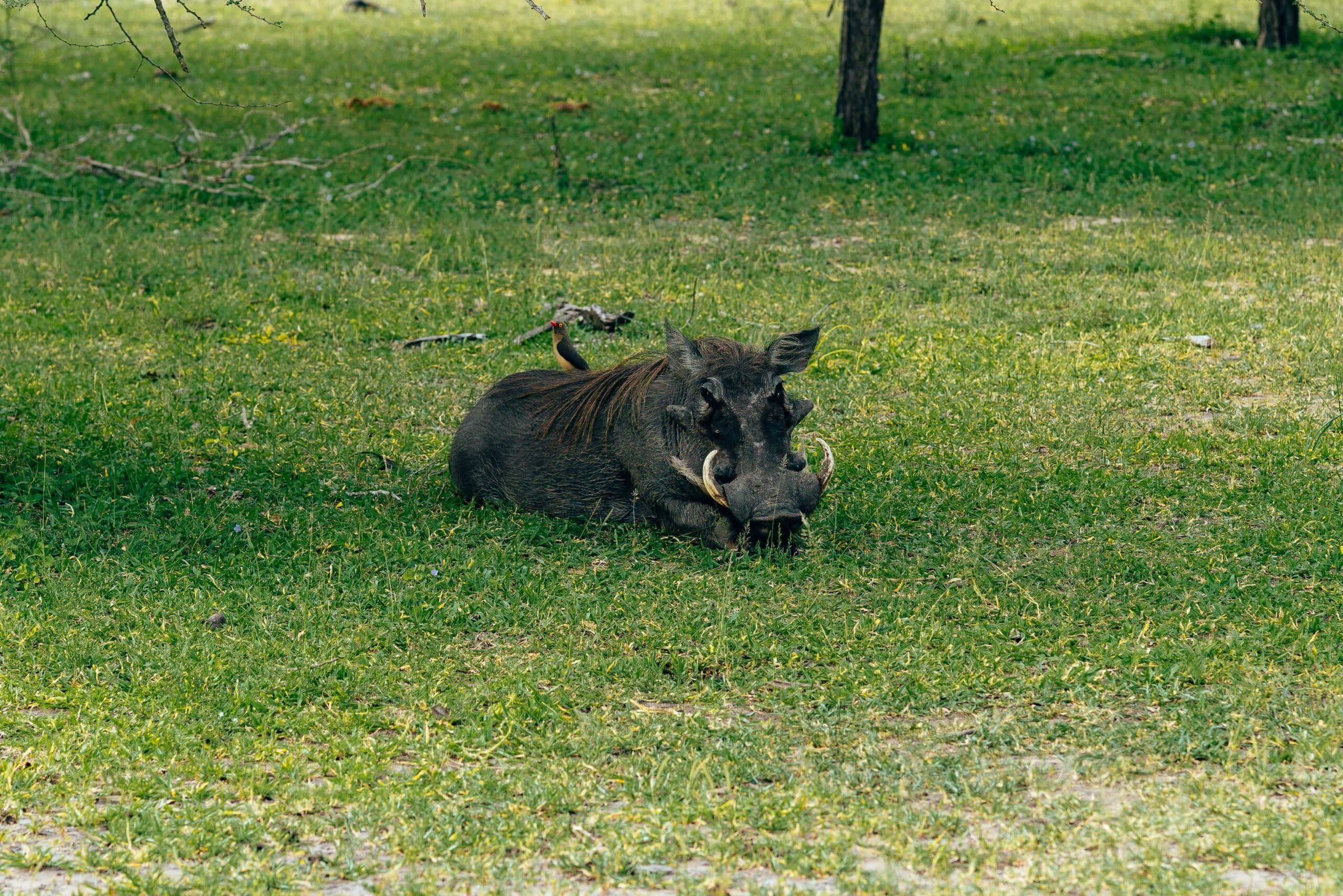 viaje a tarangire17