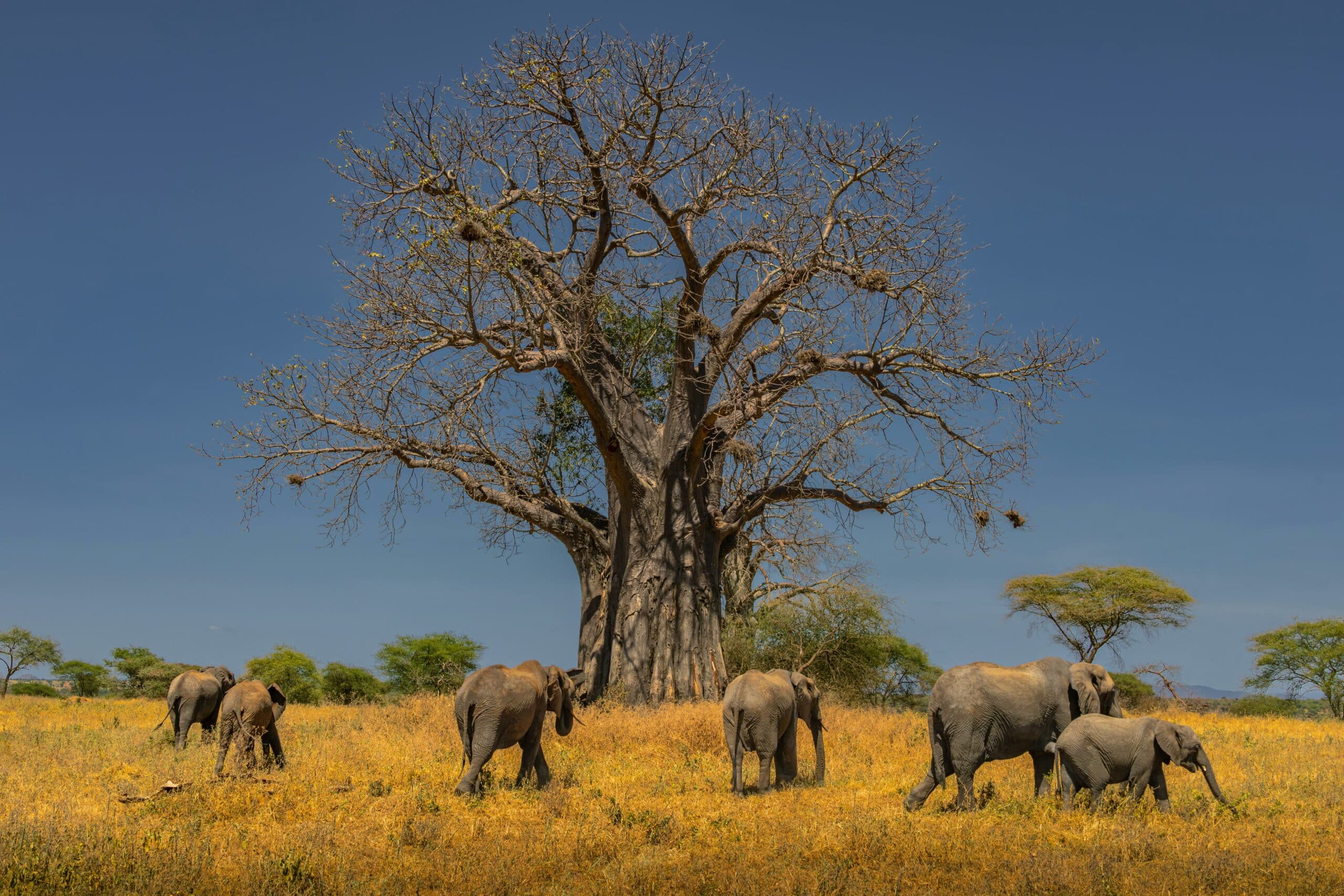 viaje a tarangire19