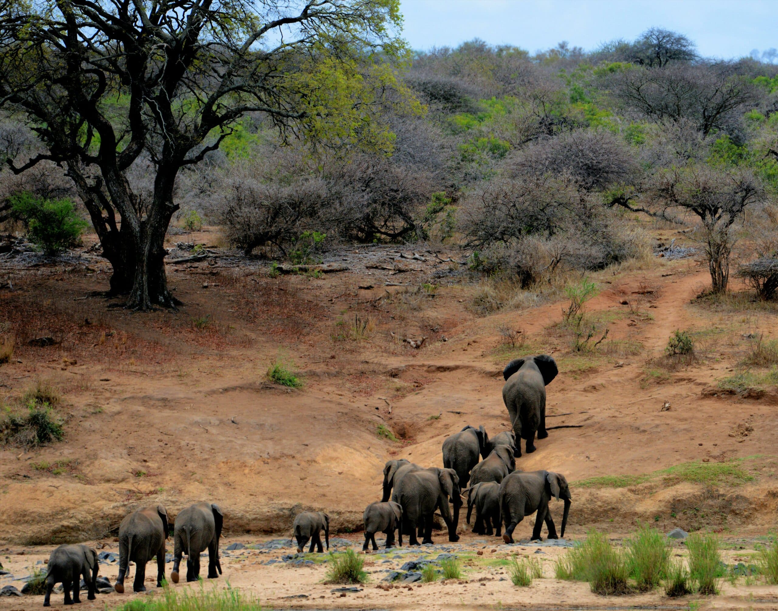 viaje a tarangire23