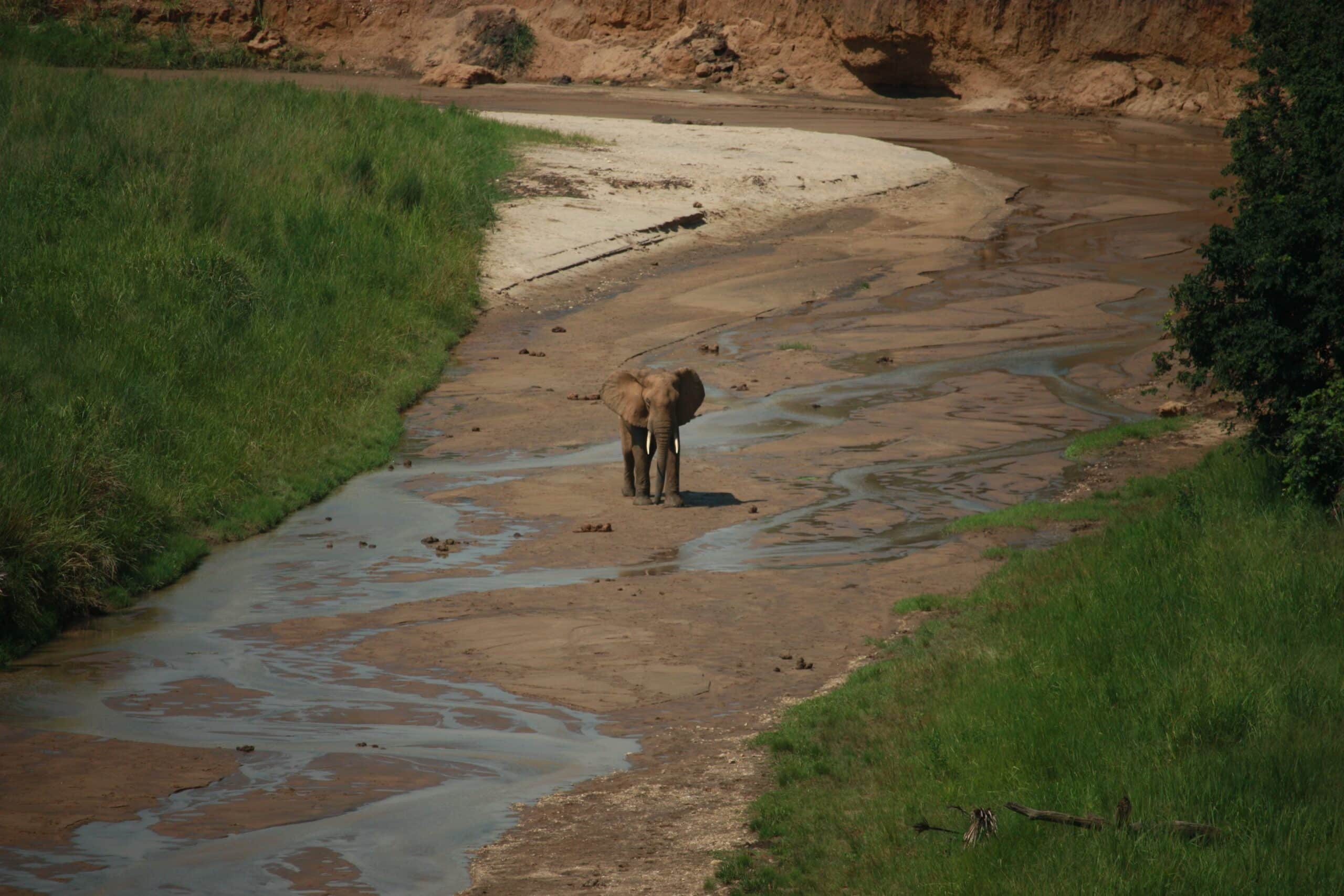 viaje a tarangire25