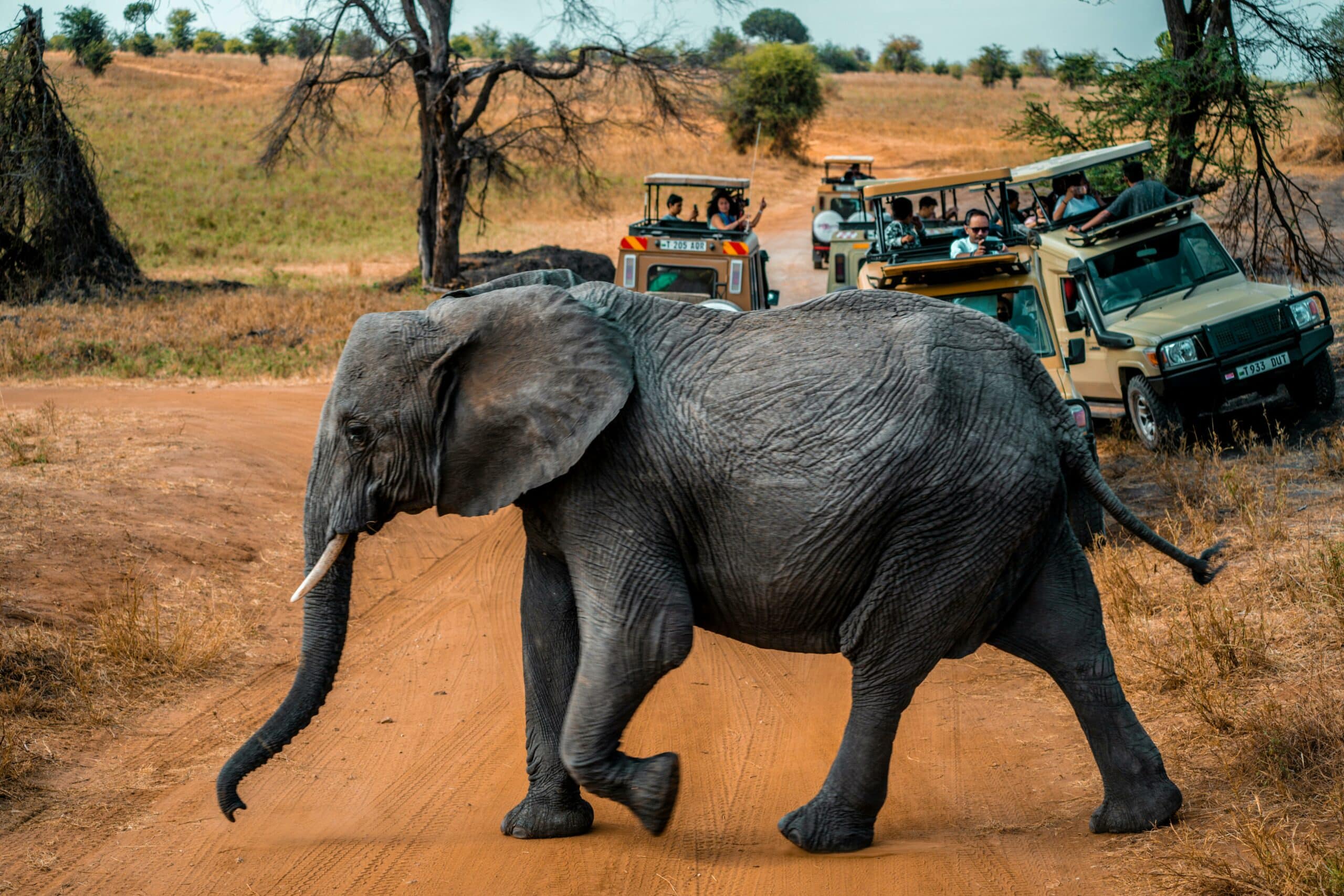 viaje a tarangire29
