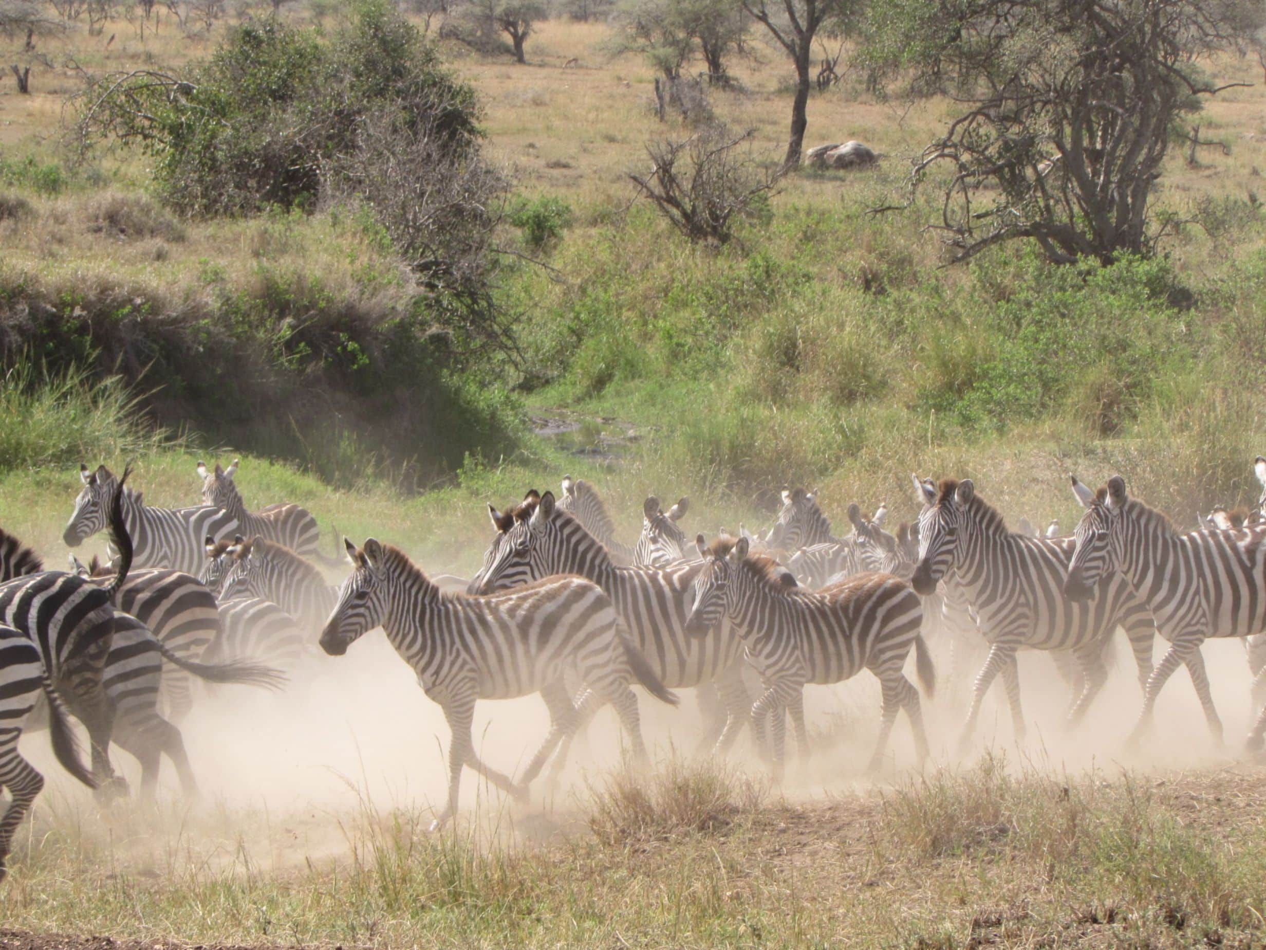 viaje a tarangire33