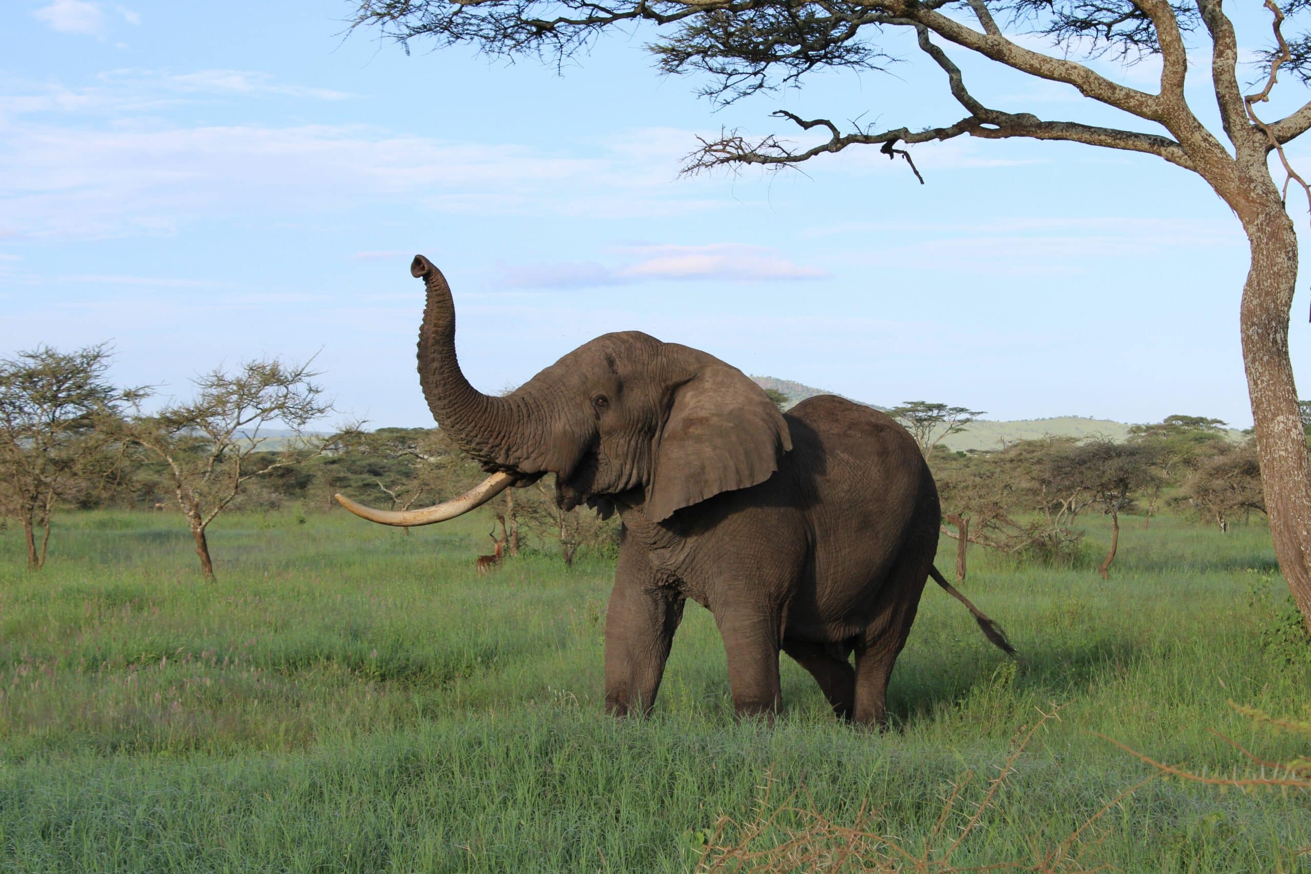 viaje a tarangire35