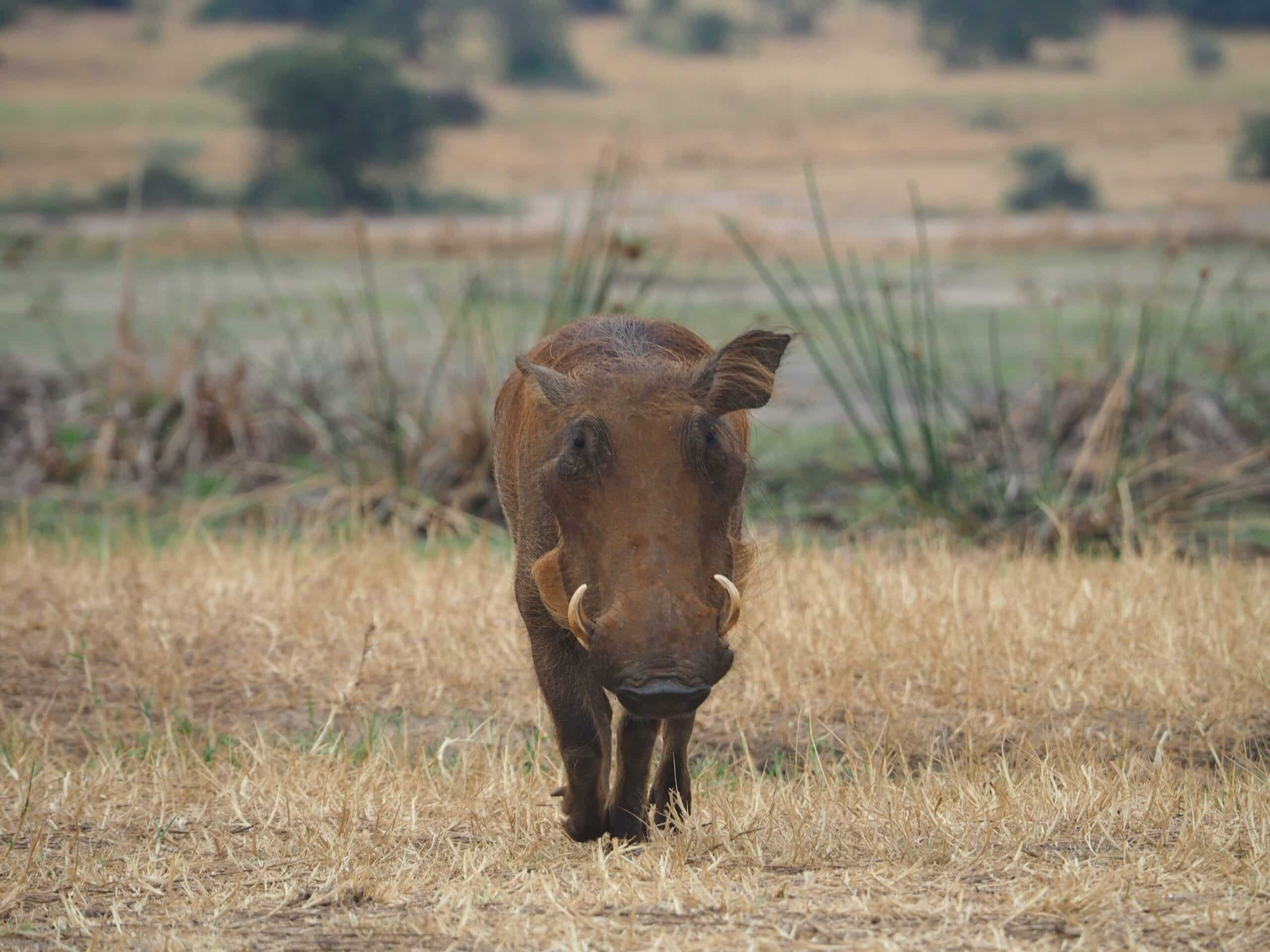 viaje a tarangire4