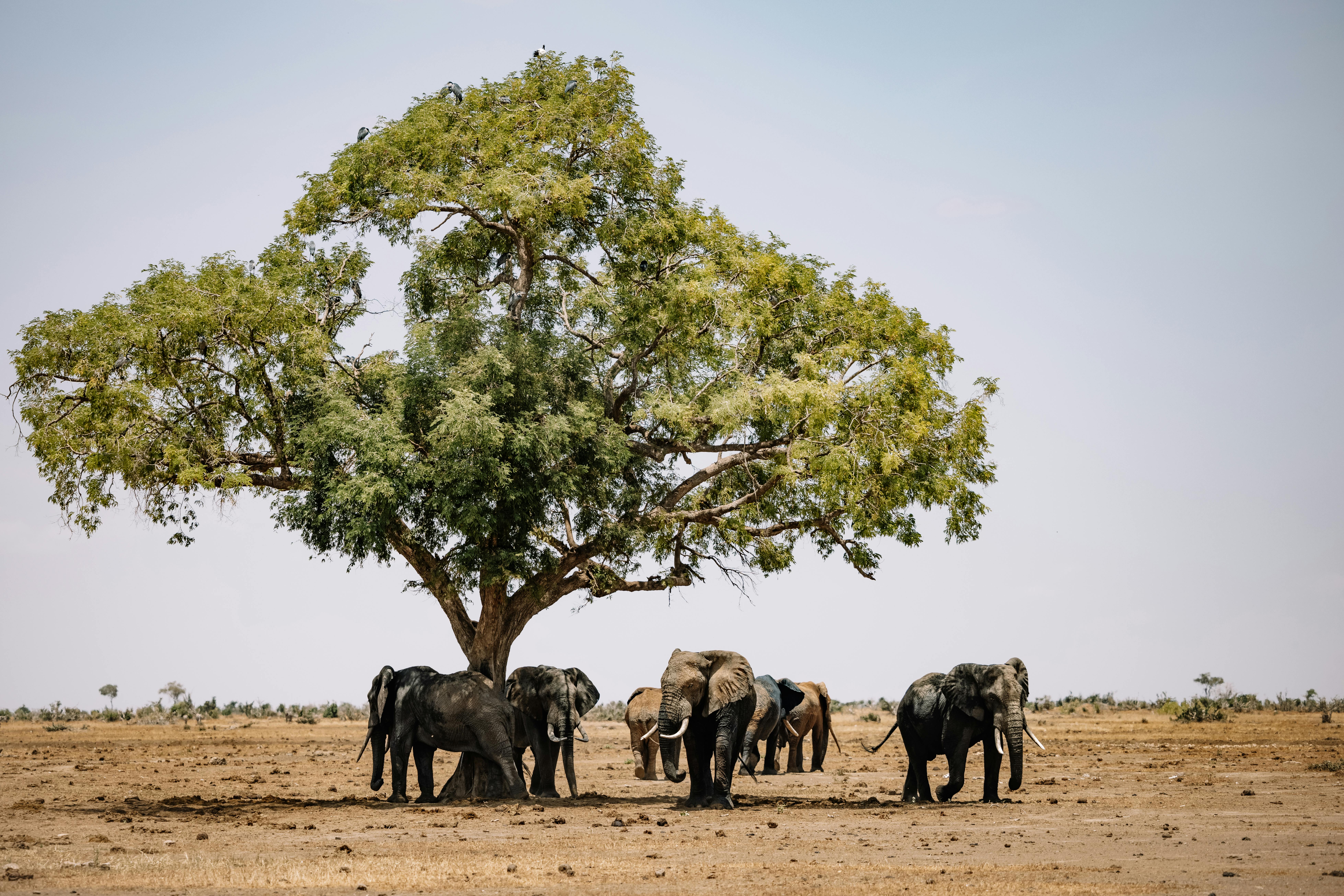 viaje a tarangire5