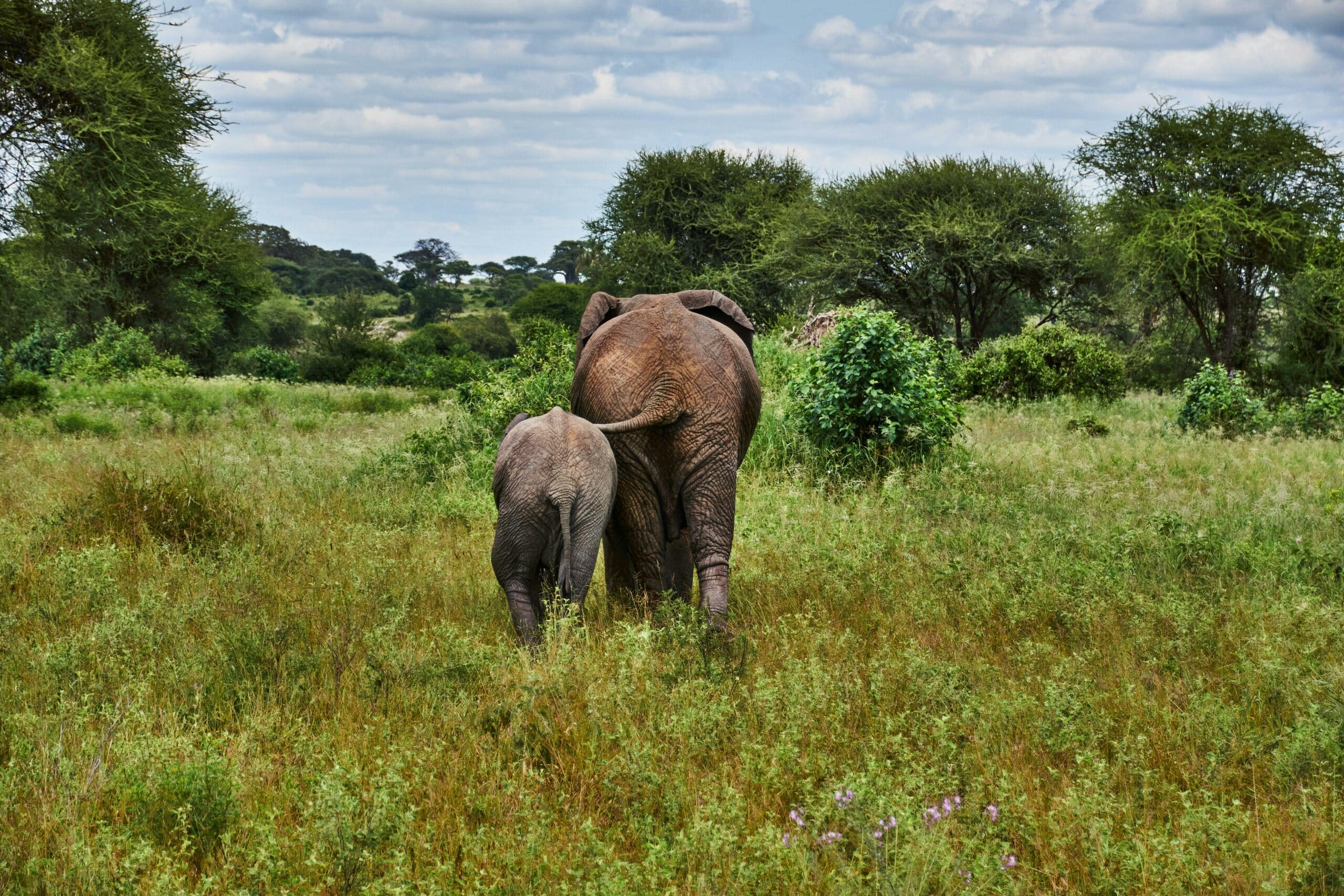 viaje a tarangire6