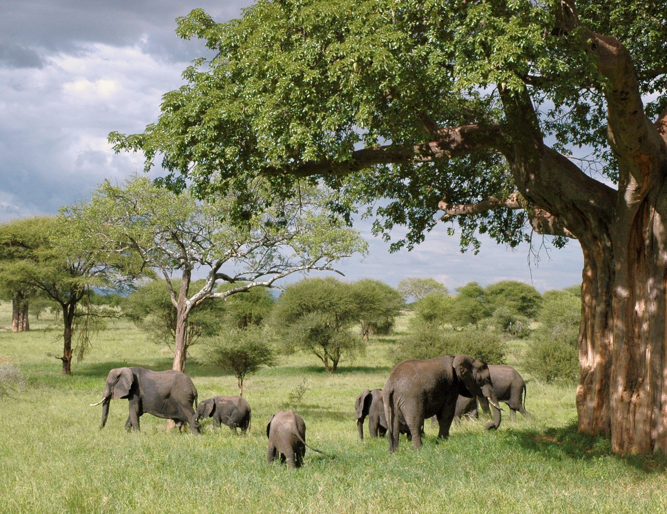 viaje a tarangire7